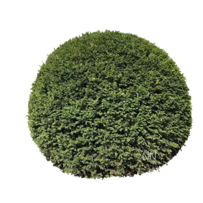 Kugel 7xv mDb 180- 200 - Heimische Eibe - Taxus baccata - Collection