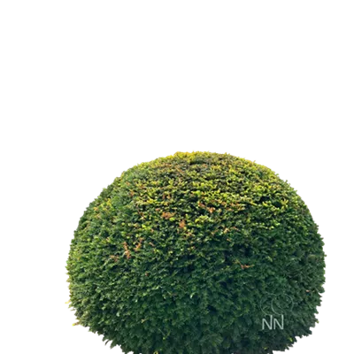 Kugel 7xv mDb 180- 200 - Heimische Eibe - Taxus baccata - Collection