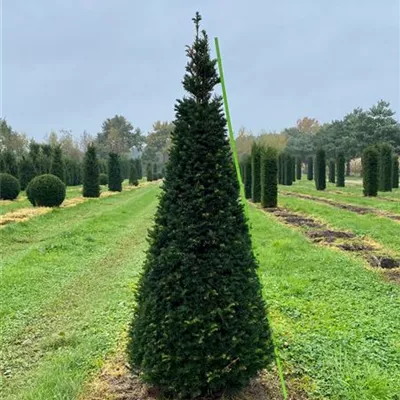 Kegel 6xv mDb 175- 200 - Heimische Eibe - Taxus baccata - Collection