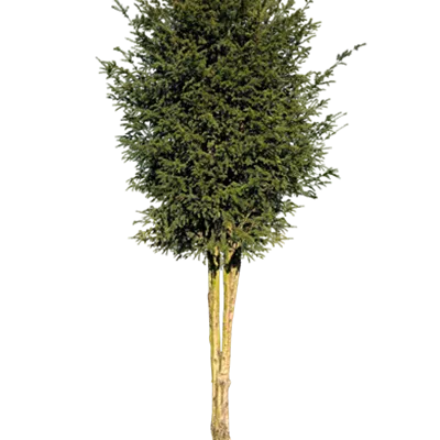 Sol Baum mehrst 6xv mDb 150-200 x 350- 400 - Heimische Eibe - Taxus baccata - Collection