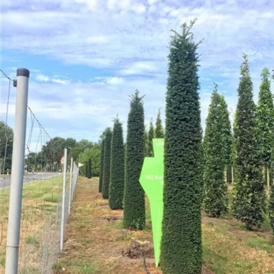 Toskanasäulen 6xv mDb 275- 300 - Eibe 'Höpken's Gigant' - Taxus baccata 'Höpken's Gigant' - Collection