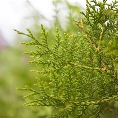 mB 40- 60 - Lebensbaum 'Brabant' - Thuja occidentalis 'Brabant' - Collection