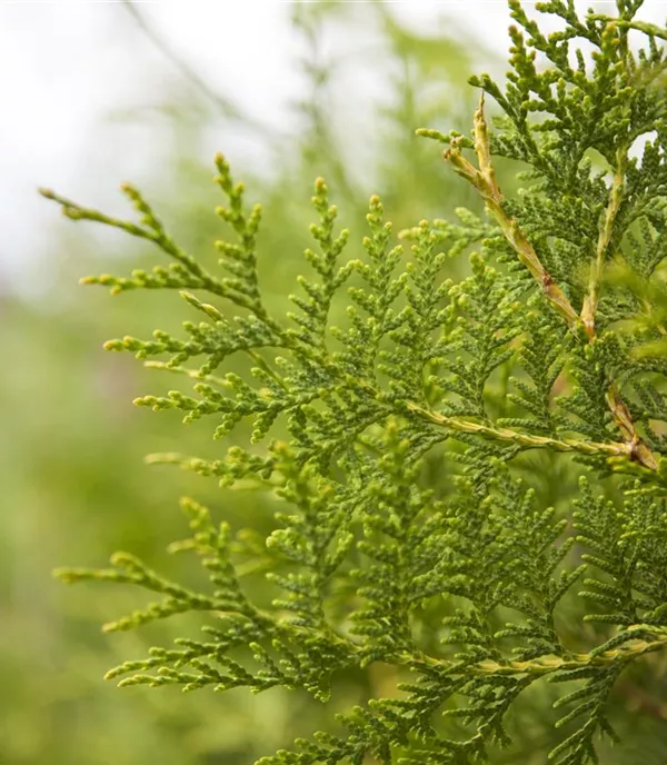 Thuja occidentalis 'Brabant' - Collection