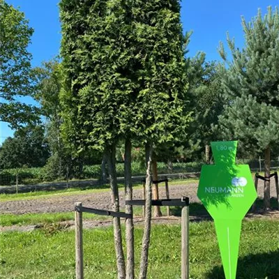 Spalier H 5xv mDb mehrstämmig 300- 350 - Lebensbaum 'Brabant' - Thuja occidentalis 'Brabant' - Collection