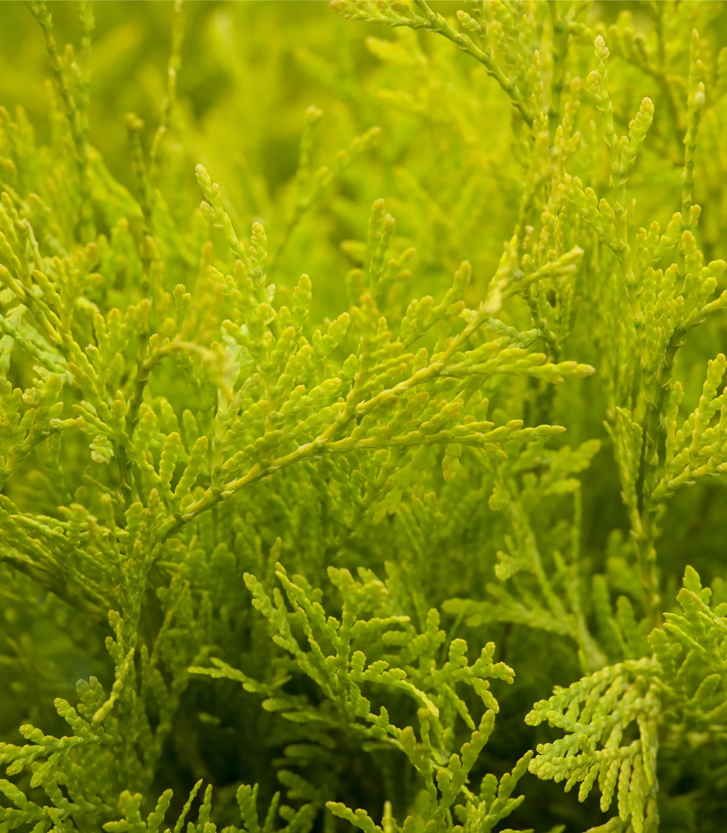 Thuja occidentalis 'Golden Globe' - Collection