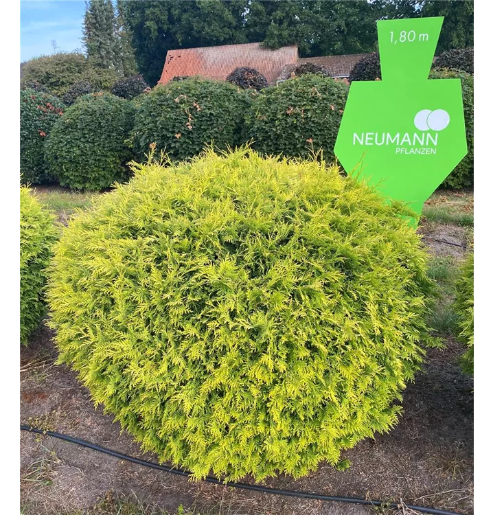 Lebensbaum 'Golden Globe' - Thuja occidentalis 'Golden Globe' - Collection