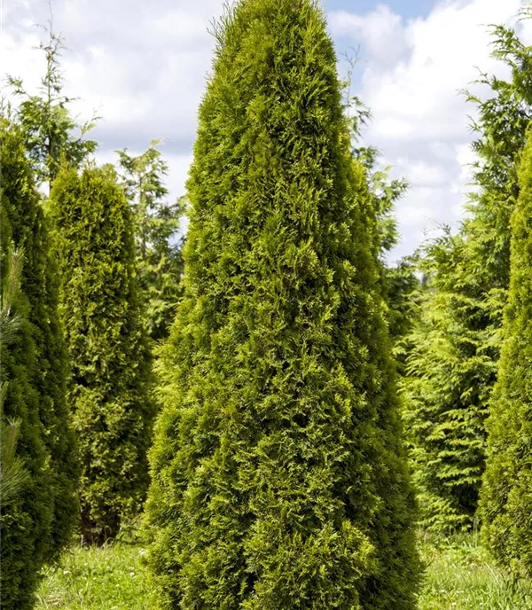 Thuja occidentalis 'Smaragd' - Collection