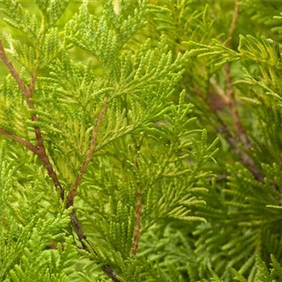 mB 15- 20 - Lebensbaum 'Sunkist' - Thuja occidentalis 'Sunkist' - Collection