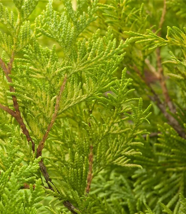 Thuja occidentalis 'Sunkist' - Collection