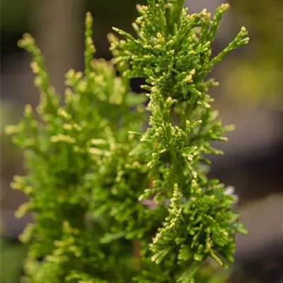 mB 60- 80 - Goldspitzen-Lebensbaum - Thuja plicata 'Aurescens' - Collection