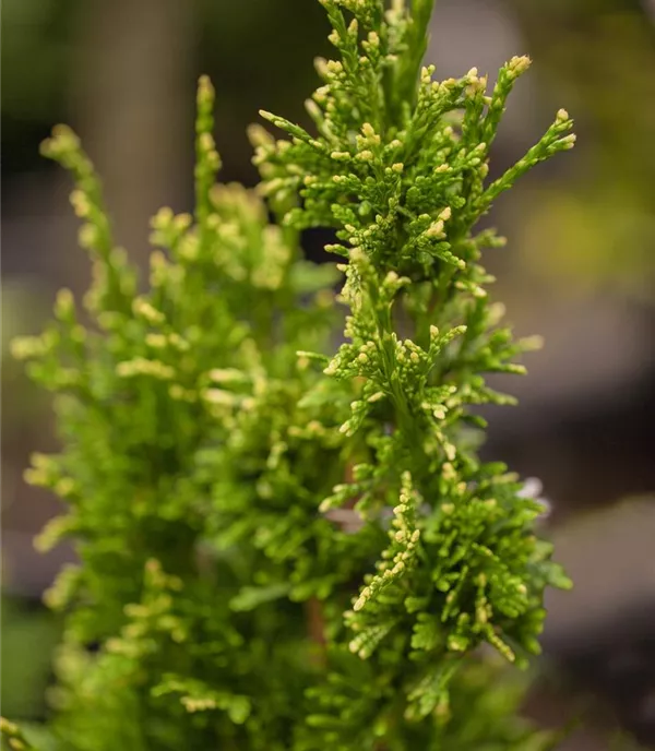 Thuja plicata 'Aurescens' - Collection