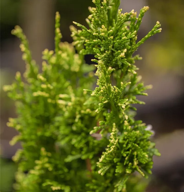 Goldspitzen-Lebensbaum - Thuja plicata 'Aurescens' - Collection