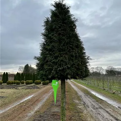 Kegel H 6xv mDb 40- 45 - Großer Lebensbaum - Thuja plicata 'Excelsa' - Collection