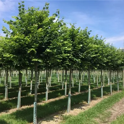 H 3xv mDb 18- 20 - Winterlinde 'Green Globe' - Tilia cordata 'Green Globe' - Collection