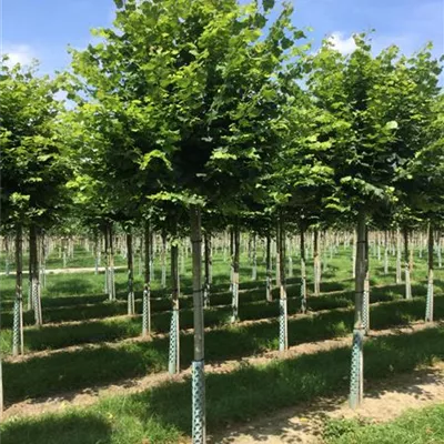 H 3xv mDb 18- 20 - Winterlinde 'Green Globe' - Tilia cordata 'Green Globe' - Collection