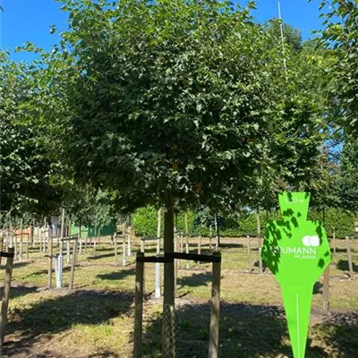 Sol Baum 4xv mDb 150-200 x 400-500 30- 35 - Winterlinde 'Green Globe' - Tilia cordata 'Green Globe' - Collection