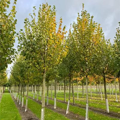 H 4xv mDb 20- 25 - Amerikan.Stadtlinde - Tilia cordata 'Greenspire' - Collection