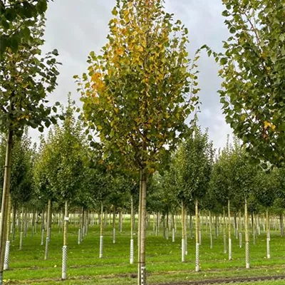 H 4xv mDb 20- 25 - Amerikan.Stadtlinde - Tilia cordata 'Greenspire' - Collection