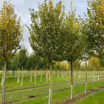 Sol Baum 4xv mDb 150-200 x 400-500 20- 25 - Amerikan.Stadtlinde - Tilia cordata 'Greenspire' - Collection