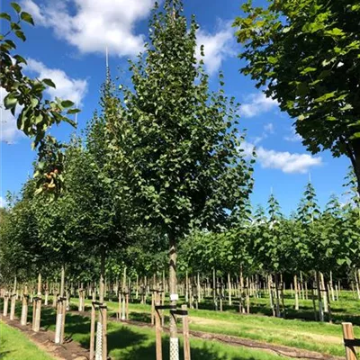 Sol Baum 5xv mDb 200-300 x 400-500 30- 35 - Amerikan.Stadtlinde - Tilia cordata 'Greenspire' - Collection