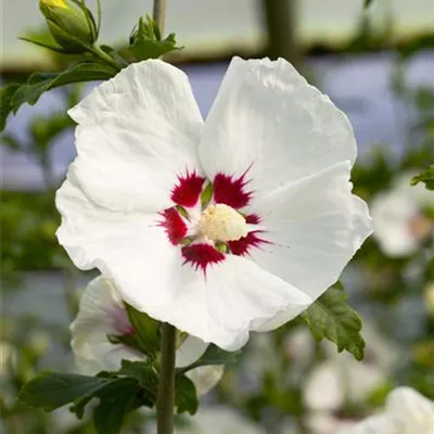 im Container Höhe 50-60cm - Garteneibisch 'Red Heart' - Hibiscus syriacus 'Red Heart'