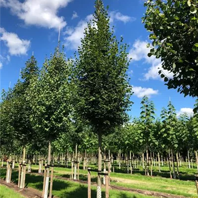 Sol Baum 5xv mDb 200-300 x 500-700 30- 35 - Amerikan.Stadtlinde - Tilia cordata 'Greenspire' - Collection