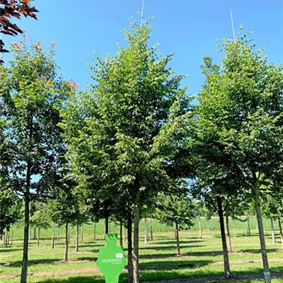 Sol Baum 5xv mDb 200-300 x 500-700 35- 40 - Amerikan.Stadtlinde - Tilia cordata 'Greenspire' - Collection