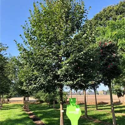 Sol Baum 5xv mDb 200-300 x 500-700 35- 40 - Amerikan.Stadtlinde - Tilia cordata 'Greenspire' - Collection