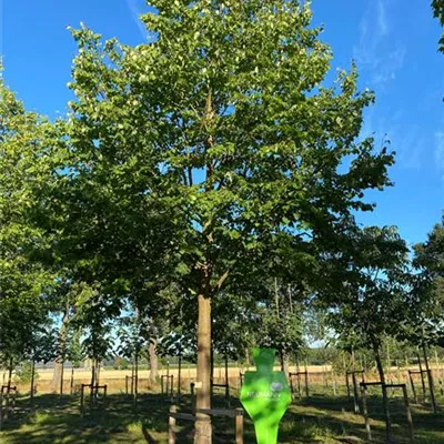 Sol Baum 6xv mDb 300-400 x 500-700 50- 60 - Amerikan.Stadtlinde - Tilia cordata 'Greenspire' - Collection