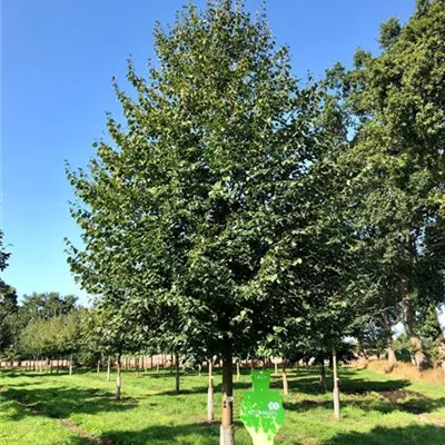 Sol Baum 7xv mDb 300-400 x 700-900 45- 50 - Amerikan.Stadtlinde - Tilia cordata 'Greenspire' - Collection