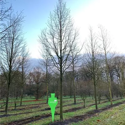 Sol Baum 7xv mDb 300-400 x 700-900 50- 60 - Amerikan.Stadtlinde - Tilia cordata 'Greenspire' - Collection