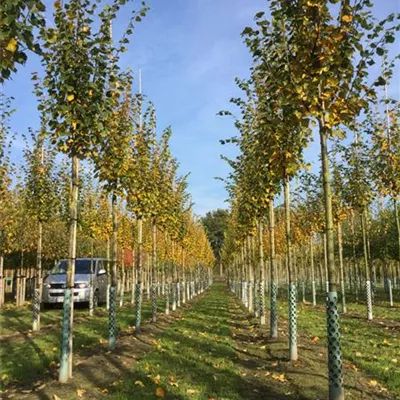 H 3xv mDb 16- 18 - Winterlinde 'Rancho' - Tilia cordata 'Rancho' - Collection