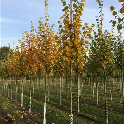 H 3xv mDb 16- 18 - Winterlinde 'Rancho' - Tilia cordata 'Rancho' - Collection