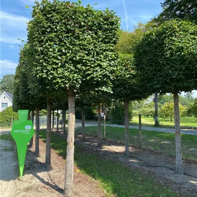 Kasten Sol Baum 5xv mDb 35- 40 - Winterlinde 'Rancho' - Tilia cordata 'Rancho' - Collection