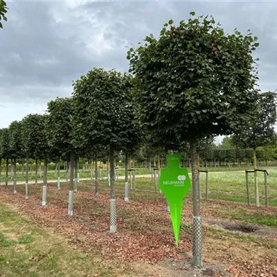 Kasten Sol Baum 5xv mDb 35- 40 - Winterlinde 'Rancho' - Tilia cordata 'Rancho' - Collection