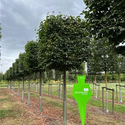 Kasten Sol Baum 5xv mDb 35- 40 - Winterlinde 'Rancho' - Tilia cordata 'Rancho' - Collection