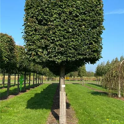 Kasten H 6xv mDb 45- 50 - Winterlinde 'Rancho' - Tilia cordata 'Rancho' - Collection