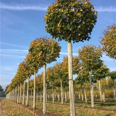 Kugel H 4xv mDb 20- 25 - Winterlinde 'Rancho' - Tilia cordata 'Rancho' - Collection