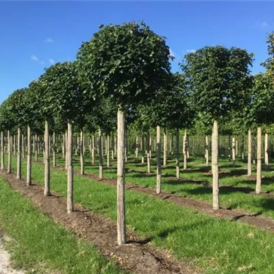 Kugel H 4xv mDb 25- 30 - Winterlinde 'Rancho' - Tilia cordata 'Rancho' - Collection