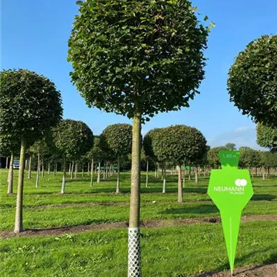 Kugel Sol Baum 5xv mDb 35- 40 - Winterlinde 'Rancho' - Tilia cordata 'Rancho' - Collection