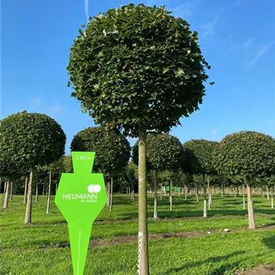 Kugel Sol Baum 5xv mDb 35- 40 - Winterlinde 'Rancho' - Tilia cordata 'Rancho' - Collection