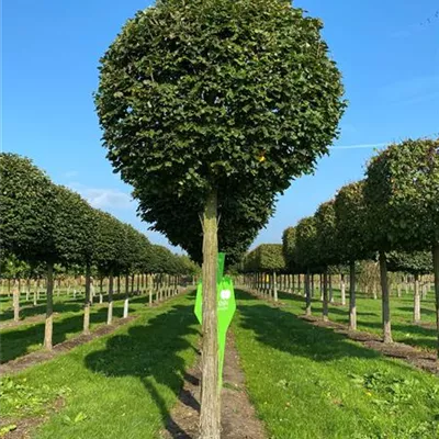 Kugel Sol Baum 5xv mDb 35- 40 - Winterlinde 'Rancho' - Tilia cordata 'Rancho' - Collection