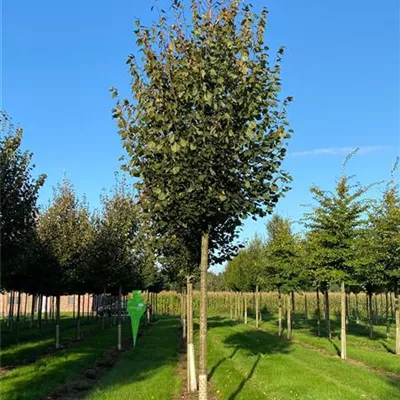 Sol Baum 4xv mDb 150-200 x 400-500 25- 30 - Winterlinde 'Rancho' - Tilia cordata 'Rancho' - Collection