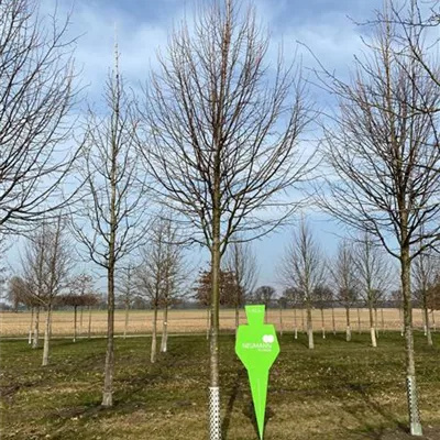 Sol Baum 5xv mDb 200-300 x 500-700 35- 40 - Winterlinde 'Rancho' - Tilia cordata 'Rancho' - Collection