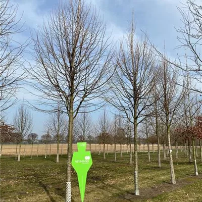 Sol Baum 5xv mDb 200-300 x 500-700 35- 40 - Winterlinde 'Rancho' - Tilia cordata 'Rancho' - Collection