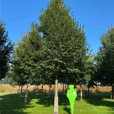 Sol Baum 6xv mDb 300-400 x 500-700 50- 60 - Winterlinde 'Rancho' - Tilia cordata 'Rancho' - Collection