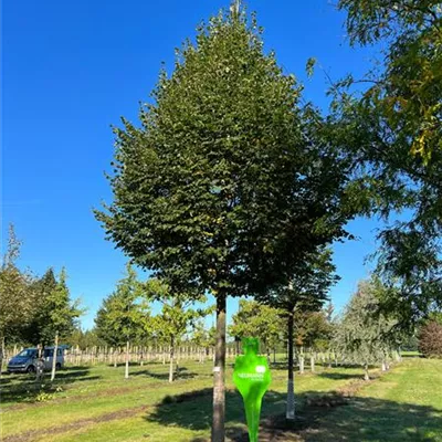 Sol Baum 6xv mDb 300-400 x 500-700 50- 60 - Winterlinde 'Rancho' - Tilia cordata 'Rancho' - Collection