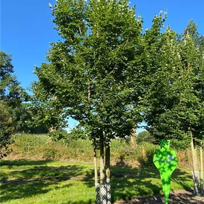 Sol Baum mehrst 5xv mDb 200-300 x 500- 700 - Winterlinde 'Rancho' - Tilia cordata 'Rancho' - Collection