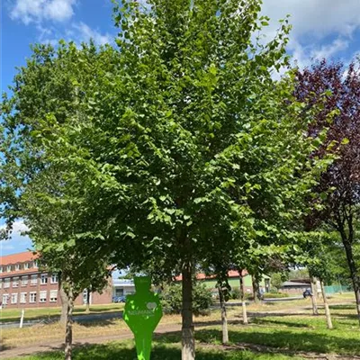 Sol Baum 6xv mDb 300-400 x 500-700 50- 60 - Kaiserlinde 'Pallida' - Tilia europaea 'Pallida' - Collection