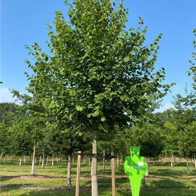 H 3xv mDb 12- 14 - Kaiserlinde 'Pallida' - Tilia europaea 'Pallida' - Collection